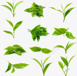 茶叶茶叶茶道绿茶叶子清新环保素材
