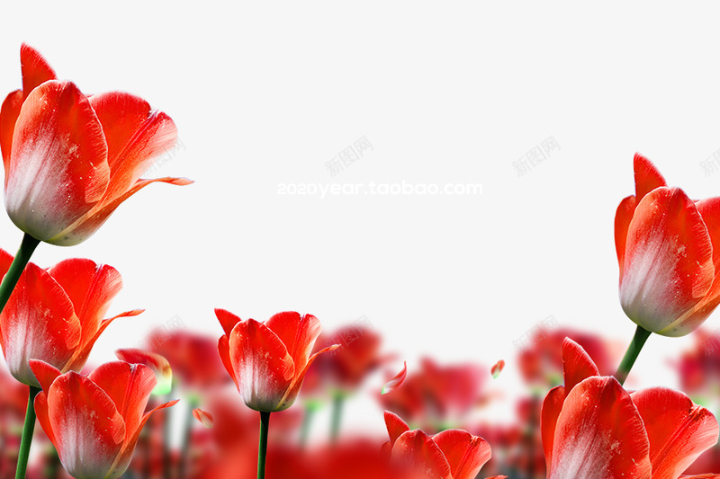 春季春天鲜花郁金香花png免抠素材_88icon https://88icon.com 春季 春天 鲜花 郁金 郁金香 香花