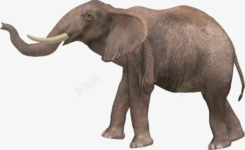 elephant大象png免抠素材_88icon https://88icon.com 大象群 大象 象 免扣象 真实象 大型动物 elephant