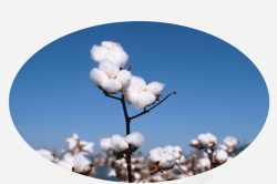 白棉花植物特写素材