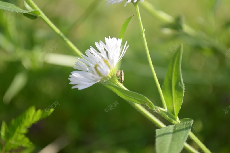 阳光下的小雏菊jpg设计背景_88icon https://88icon.com daisy 摄影 自然 花 菊 风光 风景