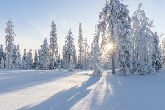 冬日冬天雪地阳光摄影图摄影图片