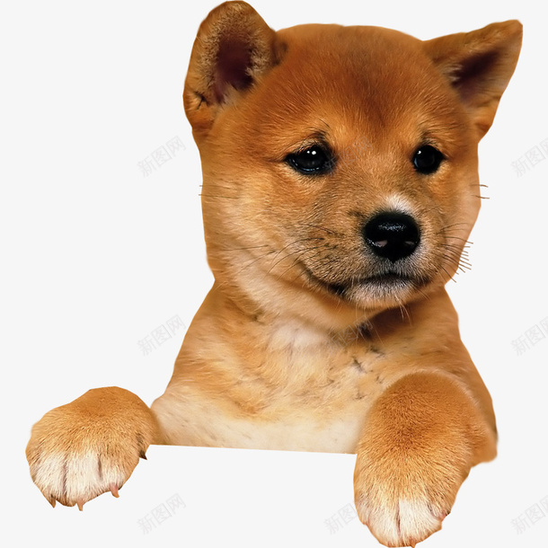 免扣可爱小柴犬png免抠素材_88icon https://88icon.com 免扣 可爱 柴犬 动物