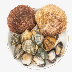 多种海鲜扇贝类素材