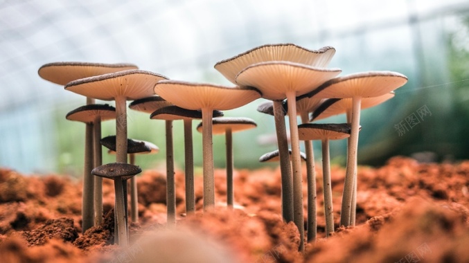 微视觉蘑菇背景背景