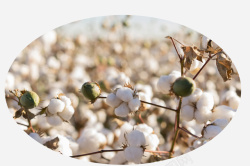 一朵棉花白棉花种子系列高清图片