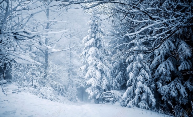 冬季树挂图片背景