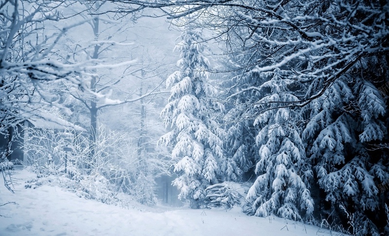 冬季树挂图片jpg设计背景_88icon https://88icon.com 冬季 树挂 图片 白雪 背景