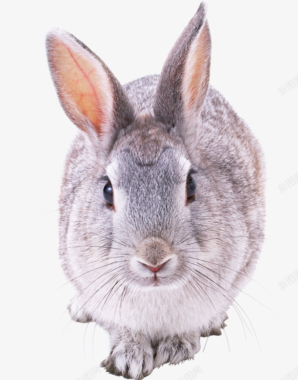 免扣可爱小兔子全身照png免抠素材_88icon https://88icon.com 免扣 可爱 兔子 动物