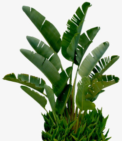 大树叶棕榈热带植物素材