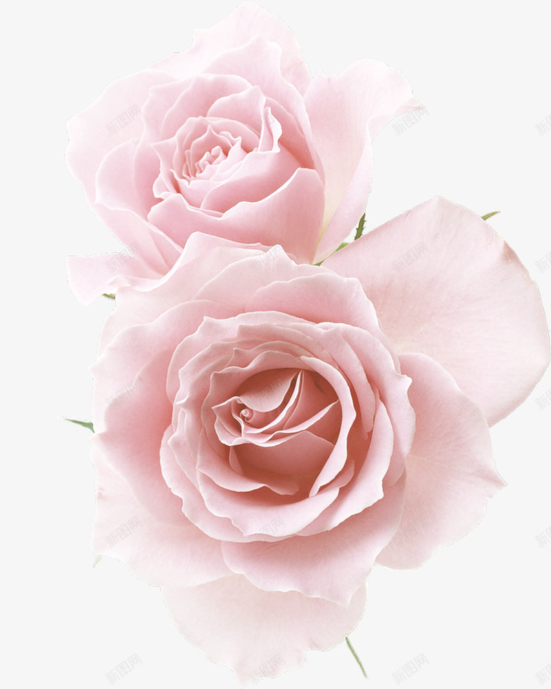 白色玫瑰玫瑰花清晰花瓣装饰壁纸png免抠素材_88icon https://88icon.com 白色 玫瑰 玫瑰花 清晰 花瓣 装饰 壁纸