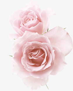 白色玫瑰玫瑰花清晰花瓣装饰壁纸素材