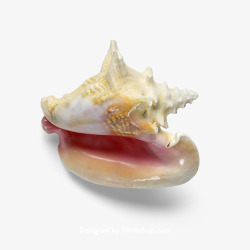 超海星海螺贝壳珊瑚海马等航洋生物主题shell23素材
