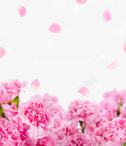 爱和感恩节康乃馨金色边框粉色鲜花主题免扣ti375素材