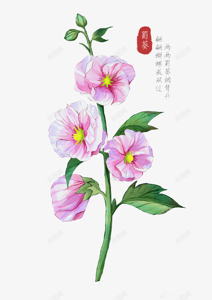 蜀葵png免抠素材_88icon https://88icon.com 蜀葵