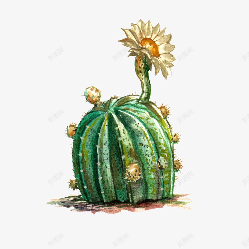 水彩仙人掌插画免扣cactus19png免抠素材_88icon https://88icon.com 水彩 仙人掌 插画 免扣