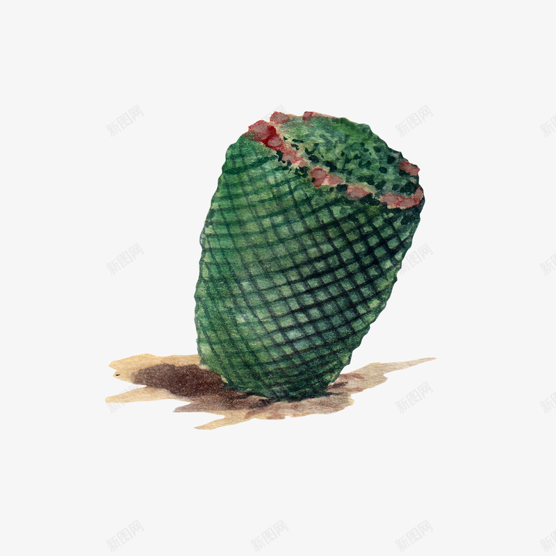 水彩仙人掌插画免扣cactus21png免抠素材_88icon https://88icon.com 水彩 仙人掌 插画 免扣