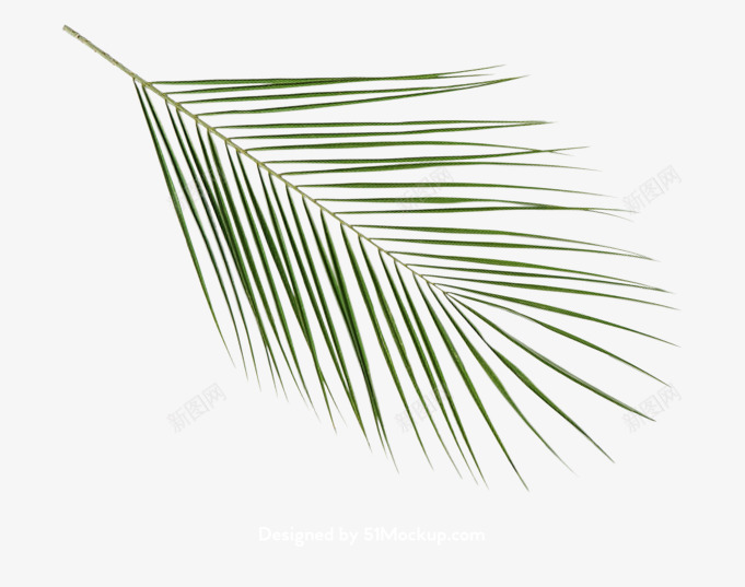 花卉热带植物叶子多肉植物树枝树干png免抠素材_88icon https://88icon.com 植物 花卉 热带 叶子多 子多 树枝 树干