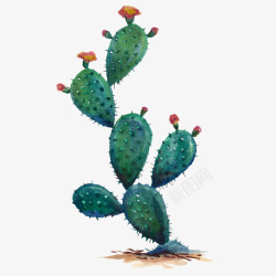 水彩仙人掌插画免扣cactus14素材