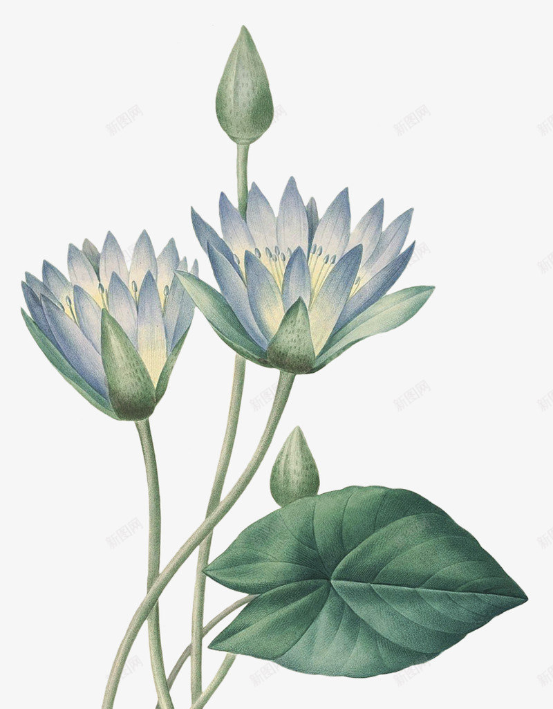 手绘花玫瑰粉色花卉花白底手绘花插画透明png免抠素材_88icon https://88icon.com 手绘 插画 玫瑰 白底 粉色 花卉 花插 花插图 花白 透明