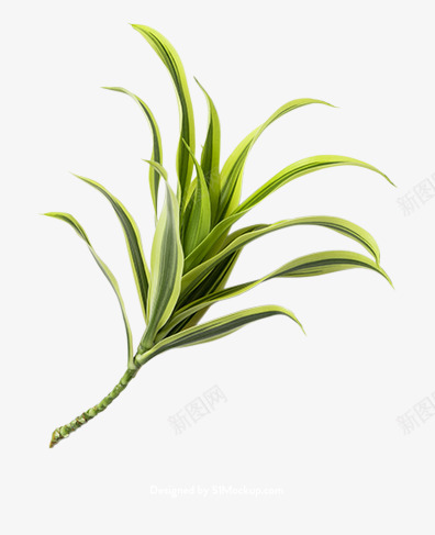 花卉热带植物叶子多肉植物树枝树干png免抠素材_88icon https://88icon.com 植物 花卉 热带 叶子多 子多 树枝 树干