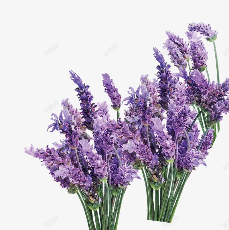 Lavender薰衣草2png免抠素材_88icon https://88icon.com 薰衣草