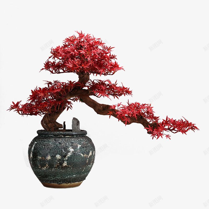 仿真红色枫叶鸡爪枫树png免抠素材_88icon https://88icon.com 仿真 红色 枫叶 鸡爪 枫树