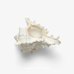 超海星海螺贝壳珊瑚海马等航洋生物主题shell48素材