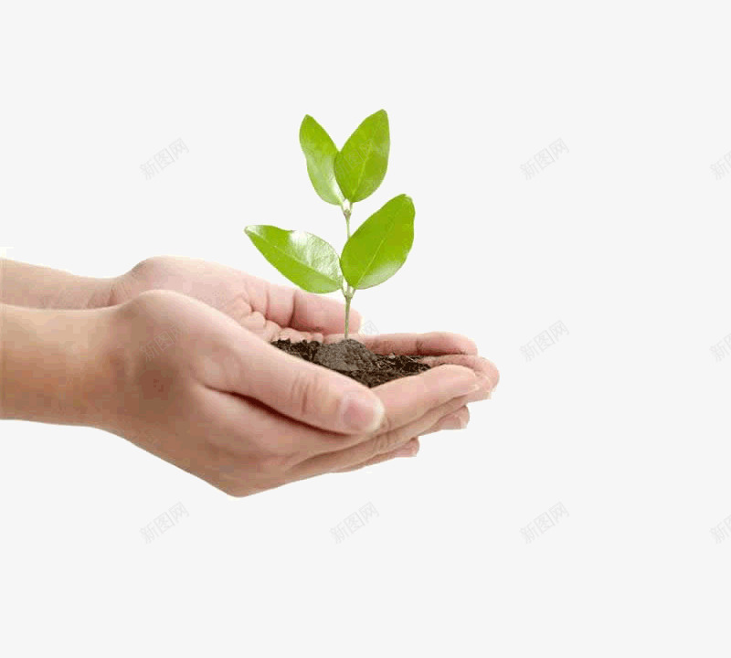 发芽嫩芽发芽种子发芽绿色发芽小草发芽嫩芽发芽发芽动png免抠素材_88icon https://88icon.com 发芽 嫩芽 小草 小草生长过程图 种子 绿色