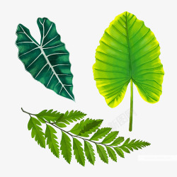手绘热带绿色植物树叶合成素材
