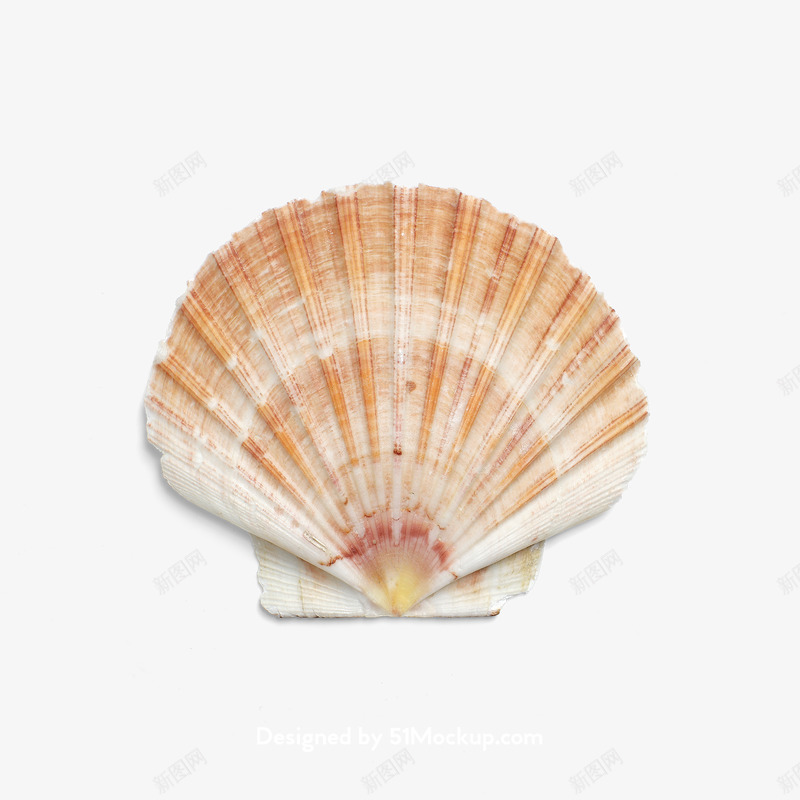 超海星海螺贝壳珊瑚海马等航洋生物主题shell5png免抠素材_88icon https://88icon.com 海星 海螺 贝壳 珊瑚 海马 航洋 生物 主题