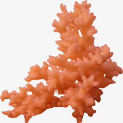 珊瑚海底植物珊瑚珊瑚礁模板素材