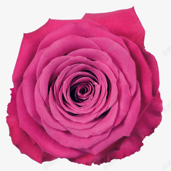 绿植花卉150png免抠素材_88icon https://88icon.com 绿植 花卉