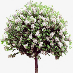 淡紫色白色花树素材