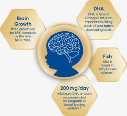详情页DHA功效大脑结构图六边形备用D素材