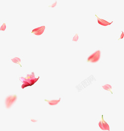 春风细雨粉色花瓣漂浮免扣高清图片