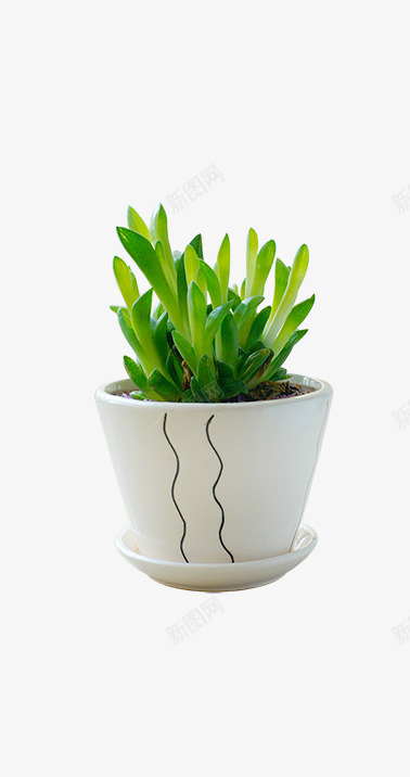 植物盆菜室内png免抠素材_88icon https://88icon.com 植物 盆菜 室内