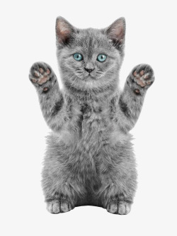 猫猫猫素材