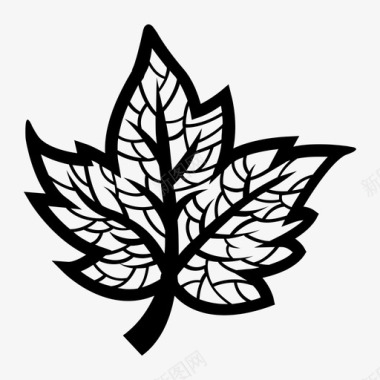薄荷叶子枫叶加拿大叶子图标