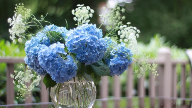 蓝色绣球花花瓶栅栏背景