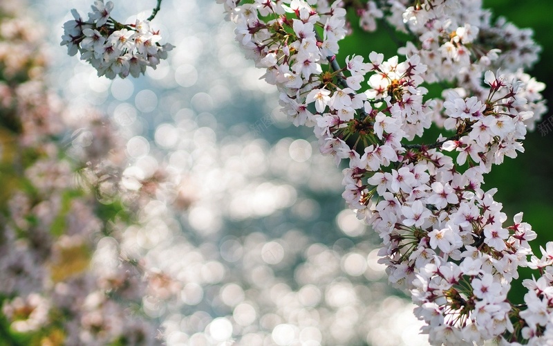 美丽的樱花盛开树枝jpg设计背景_88icon https://88icon.com 美丽的樱花盛开 树枝 春天 朦胧