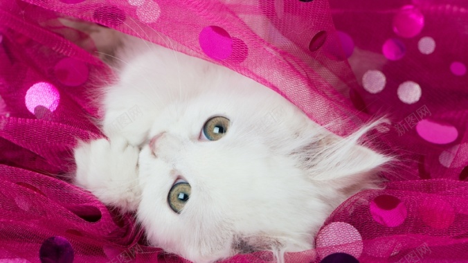 白色小猫粉色丝绸背景