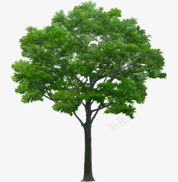 扁平化绿色树木免扣PNG绿色大树高清图片