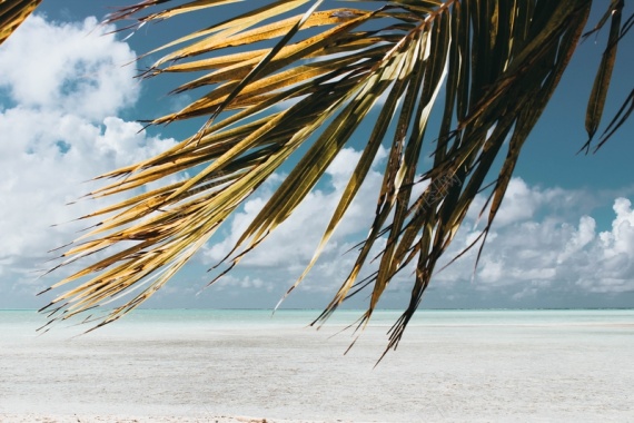 海边的棕榈树背景