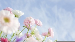 花毛茛花毛茛洋牡丹高清图片