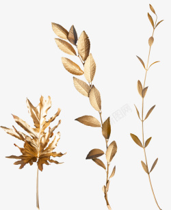 烫金装饰烫金植物叶子素材高清图片