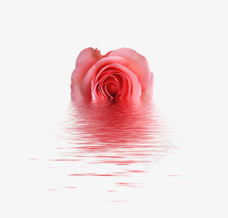 粉色玫瑰水情人节素材素材