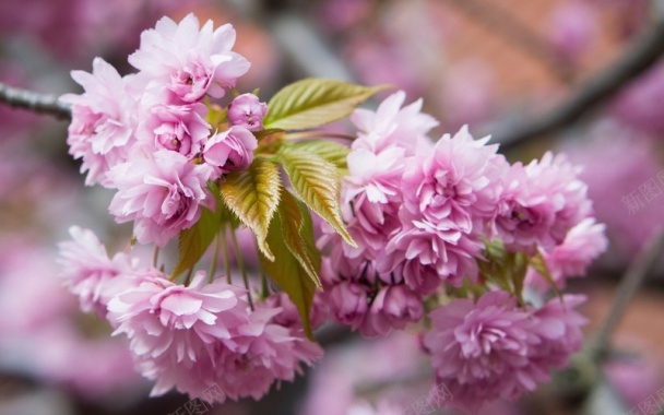 粉色樱花盛开春天背景