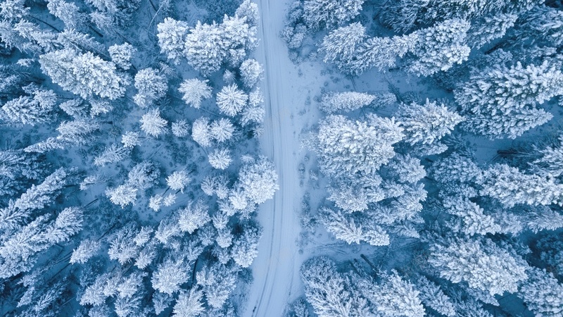 冬天的雪与树jpg设计背景_88icon https://88icon.com 冬天 天寒地冻 松 树 雪