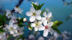 绽放的桃花白色樱桃花绽放春天高清图片